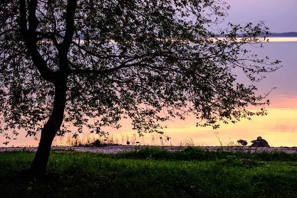 Красочный Закат Озера Силуэтами Деревьев Красным Небом Заднем Плане — стоковое фото