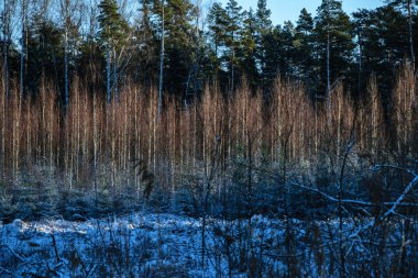 ağaç gövde dokulu arka plan deseni. ormandaki güneşli kış sahne