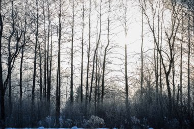 ağaç gövde dokulu arka plan deseni. ormandaki güneşli kış sahne