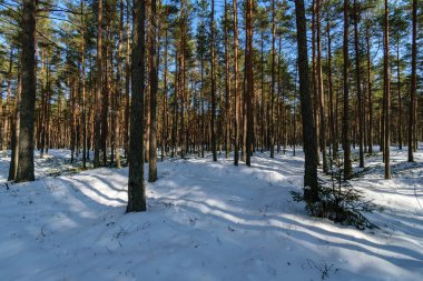 ağaç gövde dokulu arka plan deseni. ormandaki güneşli kış sahne