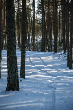ağaç gövde dokulu arka plan deseni. ormandaki güneşli kış sahne