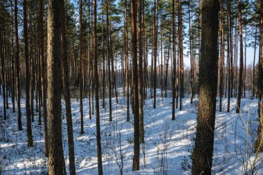 ağaç gövde dokulu arka plan deseni. ormandaki güneşli kış sahne