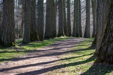 ağaç gövde dokulu arka plan deseni. orman yeşil bitki örtüsü bitki örtüsü ile sahnede güneşli yaz