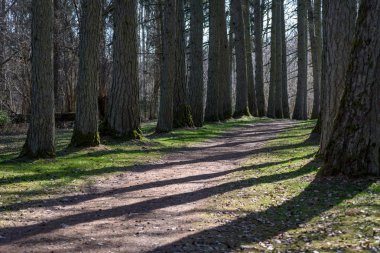 ağaç gövde dokulu arka plan deseni. orman yeşil bitki örtüsü bitki örtüsü ile sahnede güneşli yaz