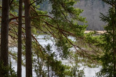 ağaç gövde dokulu arka plan deseni. orman yeşil bitki örtüsü bitki örtüsü ile sahnede güneşli yaz