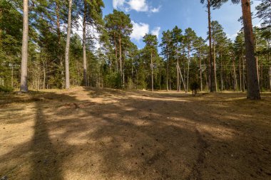 ağaç gövde dokulu arka plan deseni. orman yeşil bitki örtüsü bitki örtüsü ile sahnede güneşli yaz