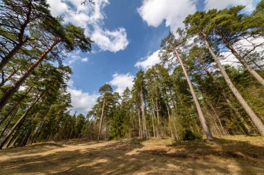 ağaç gövde dokulu arka plan deseni. orman yeşil bitki örtüsü bitki örtüsü ile sahnede güneşli yaz