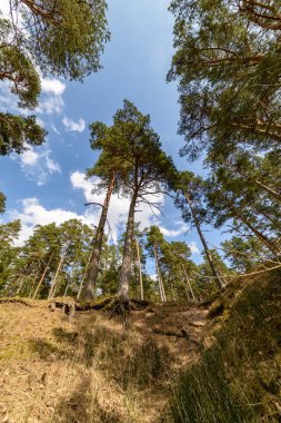 ağaç gövde dokulu arka plan deseni. orman yeşil bitki örtüsü bitki örtüsü ile sahnede güneşli yaz