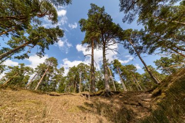 ağaç gövde dokulu arka plan deseni. orman yeşil bitki örtüsü bitki örtüsü ile sahnede güneşli yaz