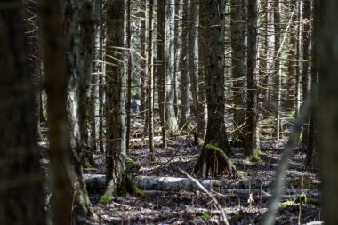 ağaç gövde dokulu arka plan deseni. orman yeşil bitki örtüsü bitki örtüsü ile sahnede güneşli yaz