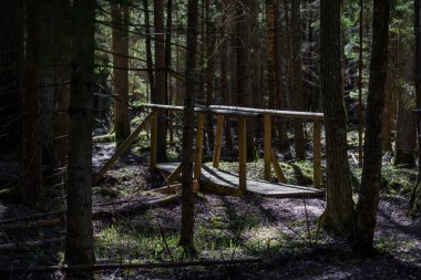 ağaç gövde dokulu arka plan deseni. orman yeşil bitki örtüsü bitki örtüsü ile sahnede güneşli yaz