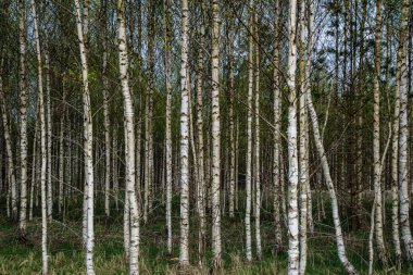 huş ağacı gövde dokulu arka plan deseni. orman yeşil bitki örtüsü bitki örtüsü ile sahnede güneşli yaz