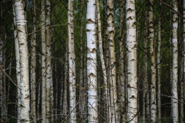 huş ağacı gövde dokulu arka plan deseni. orman yeşil bitki örtüsü bitki örtüsü ile sahnede güneşli yaz