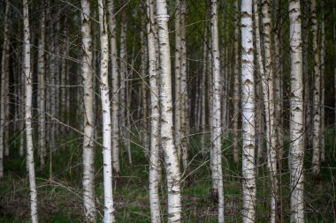 huş ağacı gövde dokulu arka plan deseni. orman yeşil bitki örtüsü bitki örtüsü ile sahnede güneşli yaz