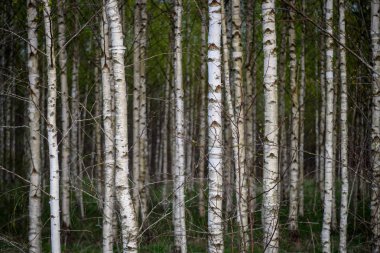 huş ağacı gövde dokulu arka plan deseni. orman yeşil bitki örtüsü bitki örtüsü ile sahnede güneşli yaz