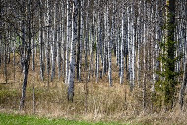 huş ağacı gövde dokulu arka plan deseni. orman yeşil bitki örtüsü bitki örtüsü ile sahnede güneşli yaz