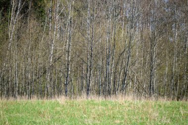 huş ağacı gövde dokulu arka plan deseni. orman yeşil bitki örtüsü bitki örtüsü ile sahnede güneşli yaz