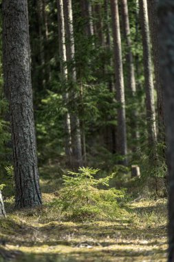 ağaç gövde dokulu arka plan deseni. orman yeşil bitki örtüsü bitki örtüsü ile sahnede güneşli yaz