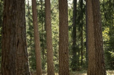 ağaç gövde dokulu arka plan deseni. orman yeşil bitki örtüsü bitki örtüsü ile sahnede güneşli yaz