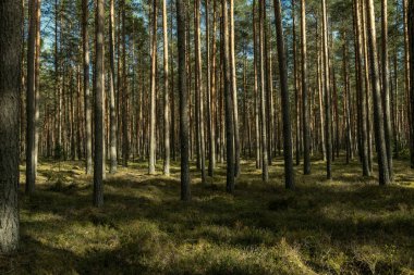 ağaç gövde dokulu arka plan deseni. orman yeşil bitki örtüsü bitki örtüsü ile sahnede güneşli yaz