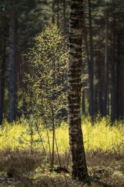 ağaç gövde dokulu arka plan deseni. orman yeşil bitki örtüsü bitki örtüsü ile sahnede güneşli yaz