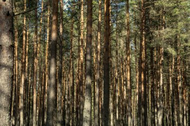 ağaç gövde dokulu arka plan deseni. orman yeşil bitki örtüsü bitki örtüsü ile sahnede güneşli yaz