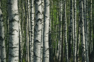 huş ağacı gövde dokulu arka plan deseni. orman yeşil bitki örtüsü bitki örtüsü ile sahnede güneşli yaz
