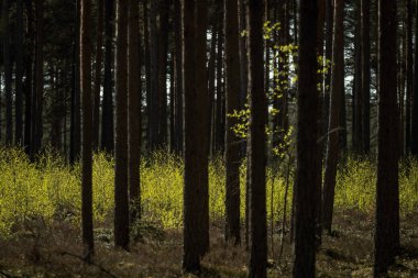 ağaç gövde dokulu arka plan deseni. orman yeşil bitki örtüsü bitki örtüsü ile sahnede güneşli yaz