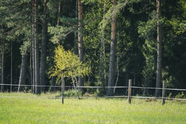 ağaç gövde dokulu arka plan deseni. orman yeşil bitki örtüsü bitki örtüsü ile sahnede güneşli yaz