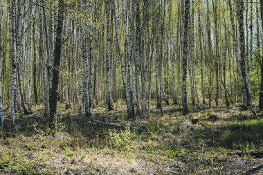 ağaç gövde dokulu arka plan deseni. orman yeşil bitki örtüsü bitki örtüsü ile sahnede güneşli yaz