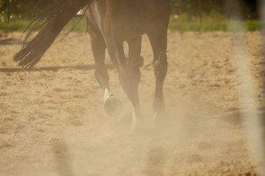 kahverengi at ayak toz kum alanında yapma. dörtnala yaz aylarında çalışan