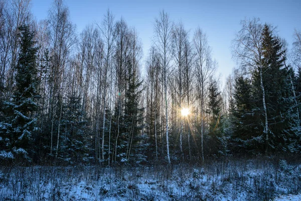 Árvore Tronco Texturizado Padrão Fundo Cena Inverno Iluminada Pelo Sol — Fotografia de Stock