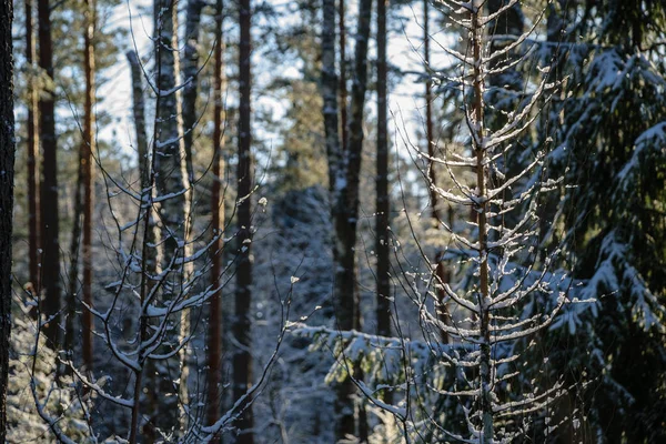 树干纹理背景图案 森林阳光明媚的冬天场景 — 图库照片