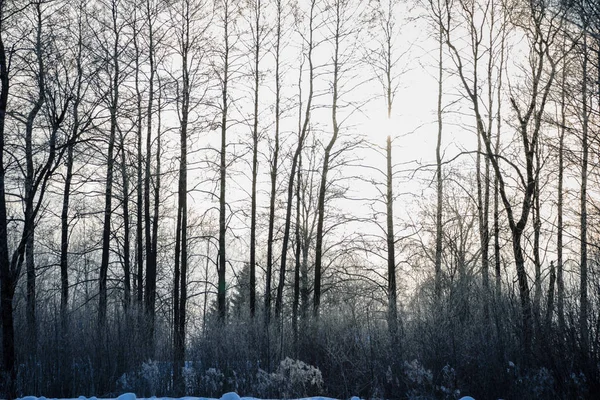 ağaç gövde dokulu arka plan deseni. ormandaki güneşli kış sahne