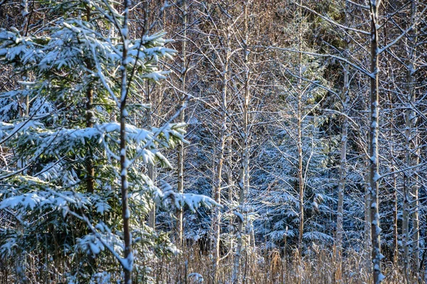 Árbol Tronco Texturizado Patrón Fondo Escena Invierno Soleado Bosque — Foto de Stock