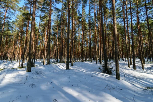 Drzewo Tułowia Teksturowanej Tło Wzór Nasłonecznione Zimowa Scena Lesie — Zdjęcie stockowe