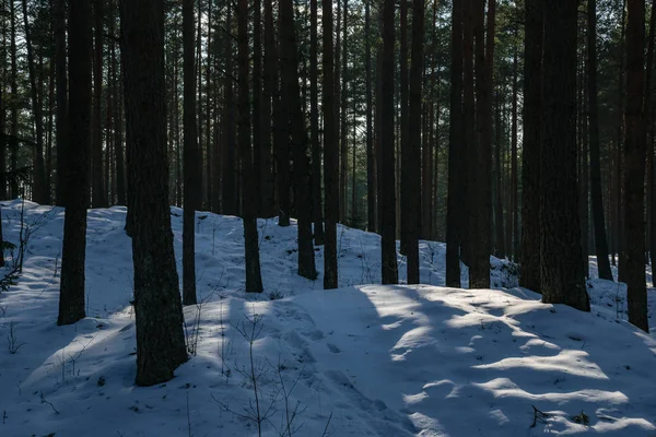 Tree Trunk Texturerat Bakgrundsmönster Solbelysta Vinter Scen Skogen — Stockfoto