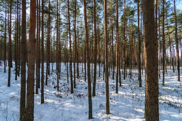 Tree Trunk Texturerat Bakgrundsmönster Solbelysta Vinter Scen Skogen — Stockfoto
