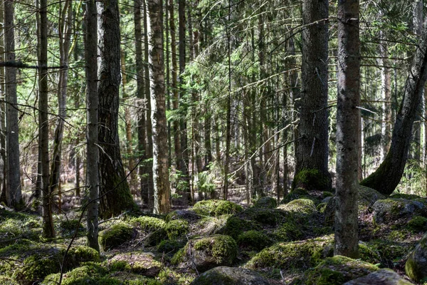 Φόντο Υφή Μοτίβο Δέντρο Κορμό Ηλιόλουστο Καλοκαίρι Σκηνή Στο Δάσος — Φωτογραφία Αρχείου