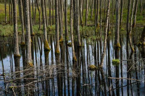 Tree Trunk Texturerat Bakgrundsmönster Vatten Damm Soliga Sommar Scen Skogen — Stockfoto