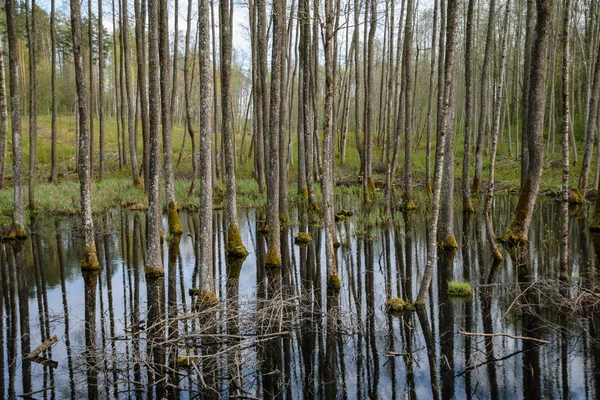 Tree Trunk Texturerat Bakgrundsmönster Vatten Damm Soliga Sommar Scen Skogen — Stockfoto