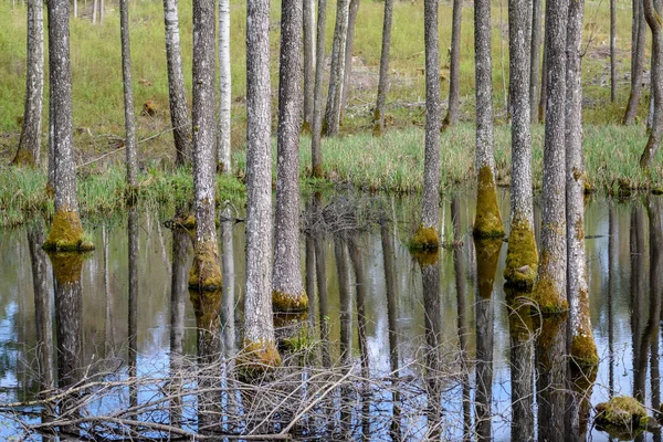 Kmen Stromu Texturou Pozadí Vzorek Vodě Rybníka Prosluněné Letní Scéna — Stock fotografie