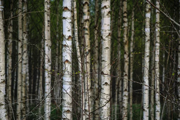 Stromu Kmen Texturou Pozadí Březového Prosluněné Letní Scéna Lese Zeleň — Stock fotografie