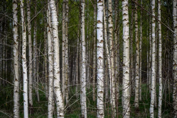 白樺ツリー トランク織り目加工の背景パターン 緑の葉を持つ林の日当たりの良い夏のシーン — ストック写真