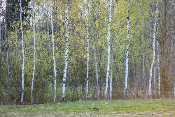 Stromu Kmen Texturou Pozadí Březového Prosluněné Letní Scéna Lese Zeleň — Stock fotografie