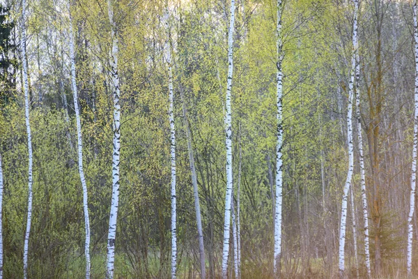Birkenstamm Strukturiert Hintergrundmuster Sonnenbeschienene Sommerszene Wald Mit Grünem Laub — Stockfoto