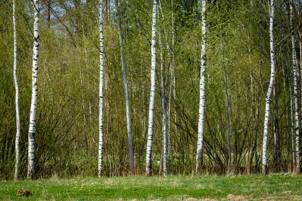 Tronc Arbre Bouleau Motif Fond Texturé Scène Estivale Ensoleillée Forêt — Photo