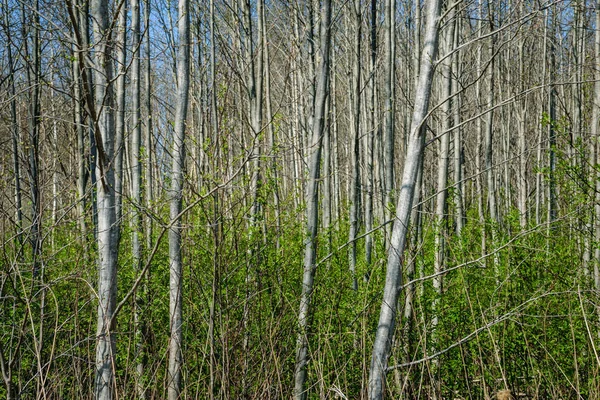 Betulla Tronco Strutturato Modello Sfondo Scena Estiva Illuminata Dal Sole — Foto Stock