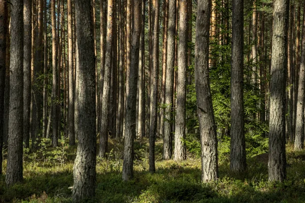 Láda Textúrázott Háttérre Minta Napsütötte Nyári Táj Erdő Zöld Növényzet — Stock Fotó