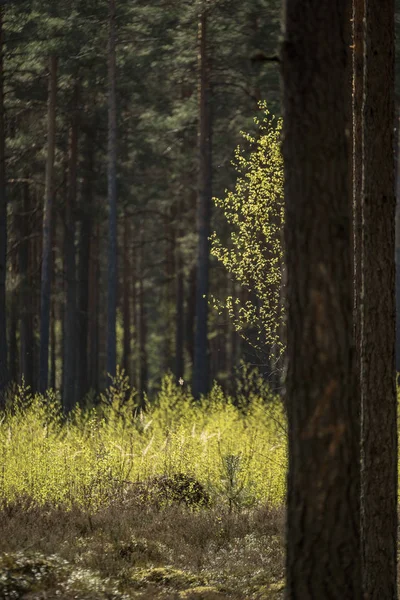 Albero Tronco Strutturato Modello Sfondo Scena Estiva Illuminata Dal Sole — Foto Stock